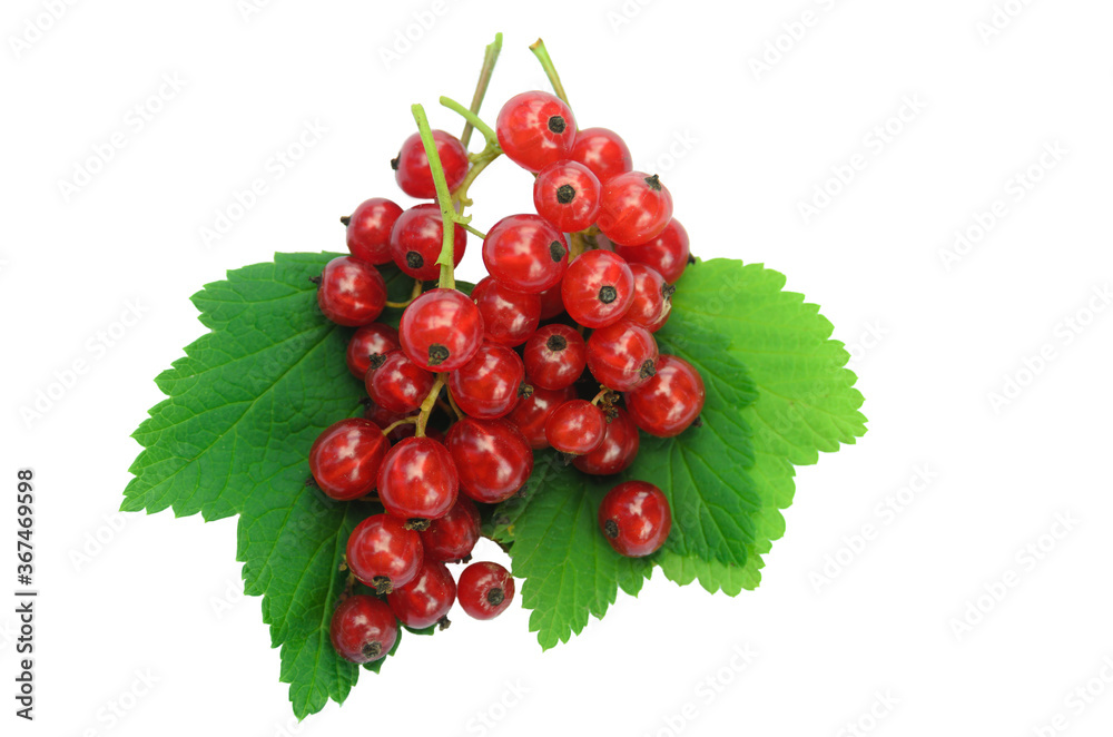 A bunch of red currants on green leaves on a white background. A bunch of red currants on green leaves on a white background.