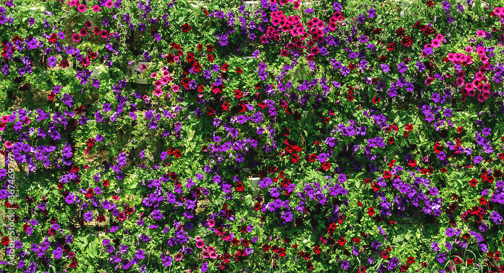 background of flowers, bright petunia flowers background of flowers, bright petunia flowers
