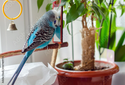 Фотография budgie male blue bird  fluffy playful animal
