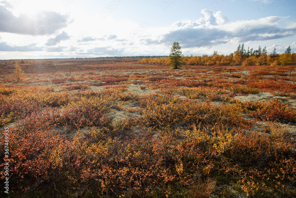 Beautiful landscape of forest-tundra, Autumn in the tundra. Yellow and red spruce branches in autumn colors on the moss background. Dynamic light. Tundra, Russia.