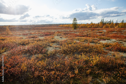 Beautiful landscape of forest-tundra, Autumn in the tundra. Yellow and red spruce branches in autumn colors on the moss background. Dynamic light. Tundra, Russia.