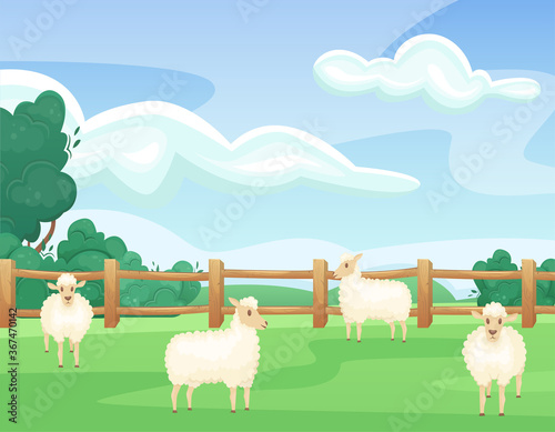 Landscape of a green summer field with sheeps. Natural landscape. Agricultural fields. Agriculture, farming.