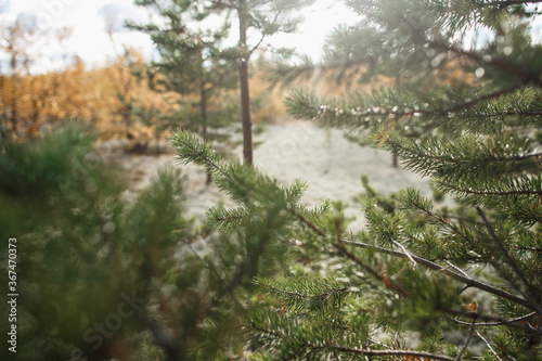 Beautiful landscape of forest-tundra, Autumn in the tundra. Green pine branches and lichen in autumn colors on the background. Dynamic light. Tundra, Russia. photo