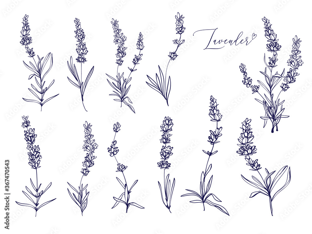 Black line lavender. Vector hand drawn tea herb Illustration set ...