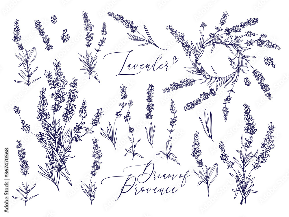 Black line lavender. Vector hand drawn tea herb Illustration set. Vintage retro sketch element for labels, packaging, textile and cards design. Black line lavender. Vector hand drawn tea herb Illustration set. Vintage retro sketch element for labels, packaging, textile and cards design.