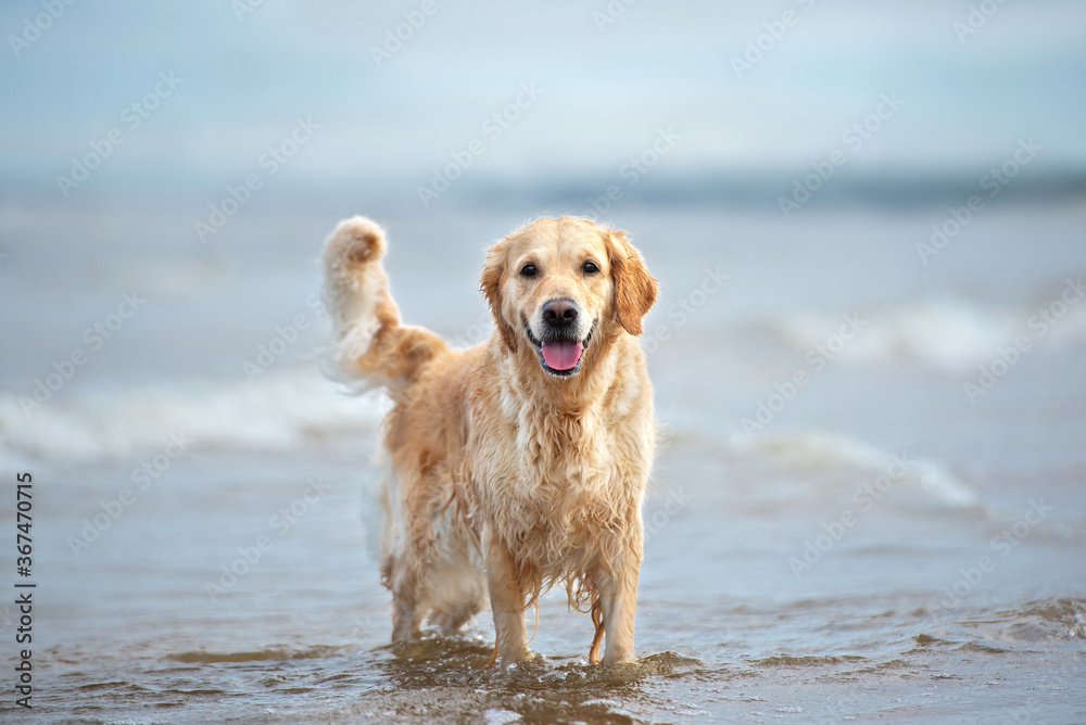happy golden retriever dog standing in the sea water happy golden retriever dog standing in the sea water