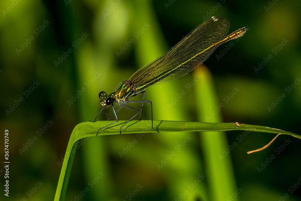 dragonfly (calopterix splendens) balanced on a plant at the water's edge dragonfly (calopterix splendens) balanced on a plant at the water's edge