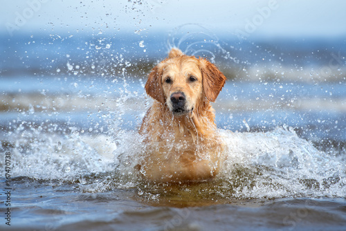 golden retriever dog standing in the sea wave