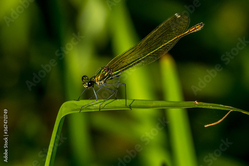 dragonfly (calopterix splendens) balanced on a plant at the water's edge