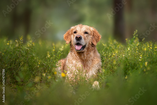 Fototapeta Naklejka Na Ścianę i Meble -  wet golden retriever dog lying down in the forest in summer