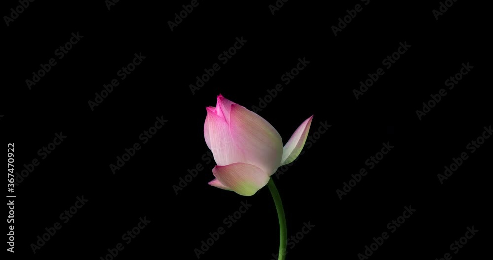 4k Time lapse of lotus flower blossoming,alpha channel 4k Time lapse of lotus flower blossoming,alpha channel