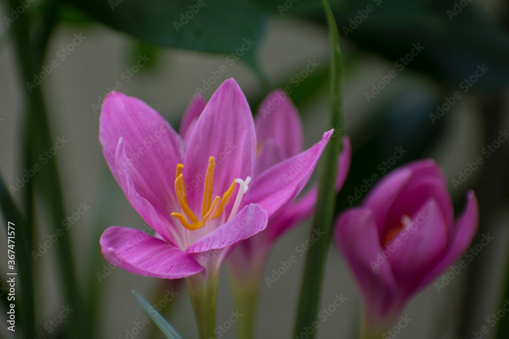 Fototapeta premium lilly