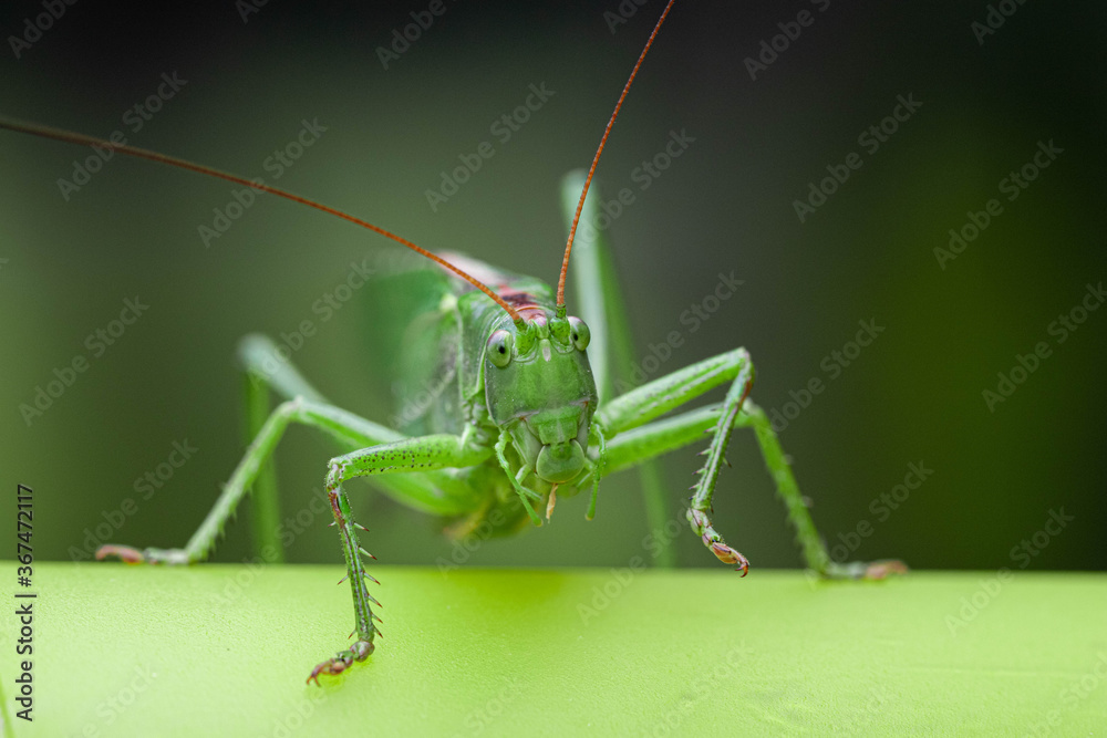 Macro head view close-up of a Great Green Bush-cricket, Tettigonia viridissima. Horizontal, copy space Macro head view close-up of a Great Green Bush-cricket, Tettigonia viridissima. Horizontal, copy space