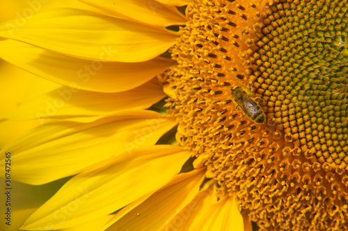 A wasp on a beautiful sunflower on a summer s day in Bavaria  Germany.