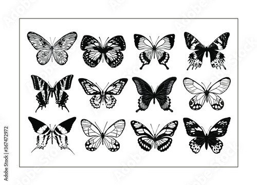 Set of 12 realistic black and white butterflies made in the same style. Vector illustration. 