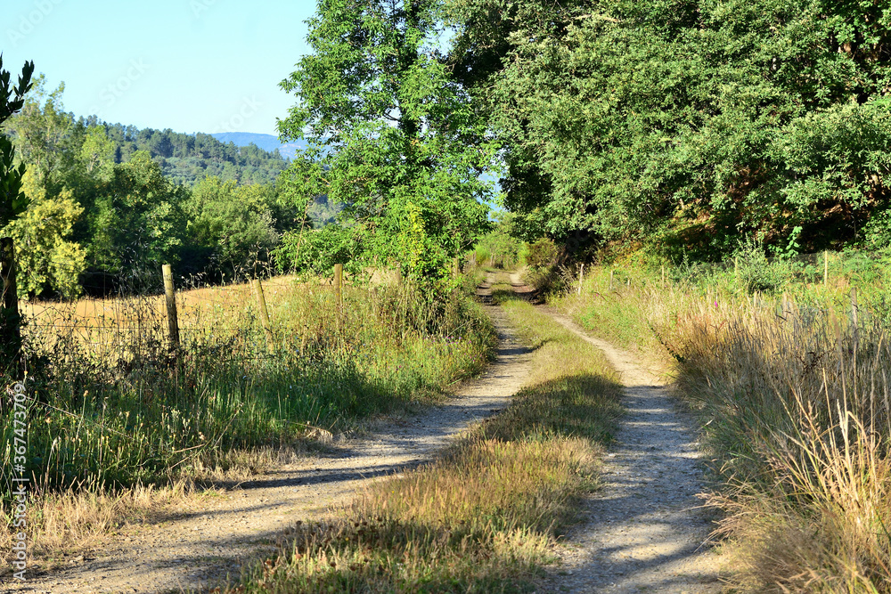 Trail in the forest. Galizia, Spain Trail in the forest. Galizia, Spain