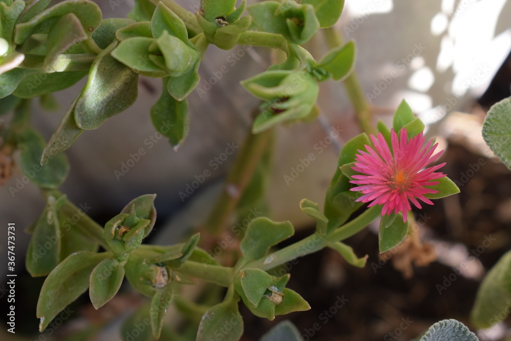 Lampranthus spectabilis pink flower close-up Lampranthus spectabilis pink flower close-up