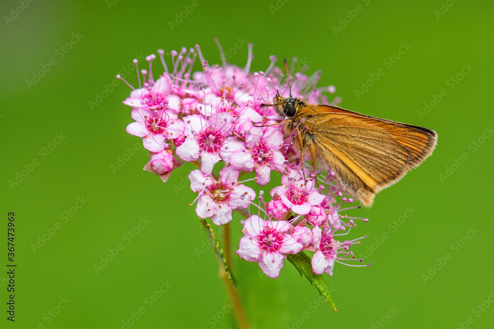 Essex Skipper - Thymelicus lineola, beautiful small orange butterfly from European meadows, Zlin, Czech Republic. Essex Skipper - Thymelicus lineola, beautiful small orange butterfly from European meadows, Zlin, Czech Republic.