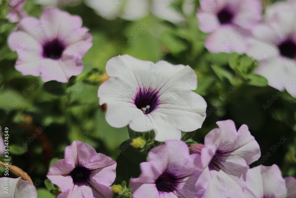 Buten petunien im sommer Buten petunien im sommer