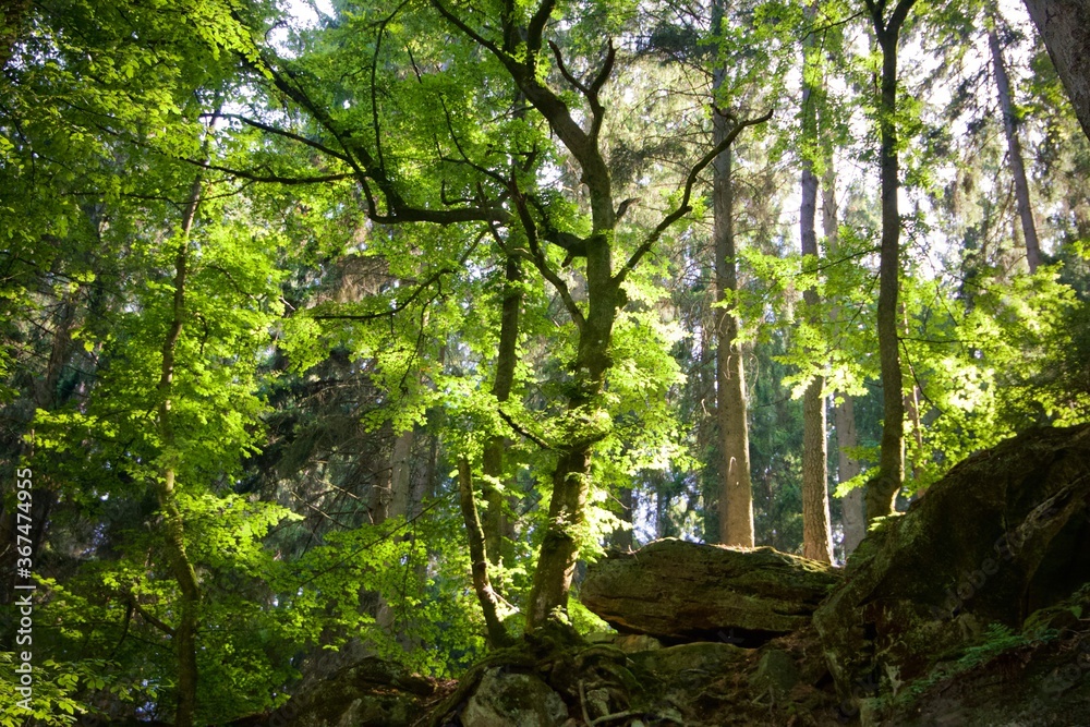 Fototapeta premium tree in forest
