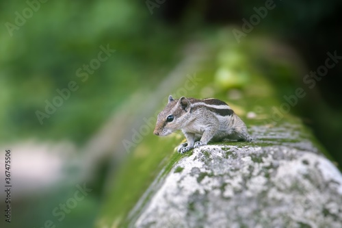 Three Striped Palm Squirrel or Indian Palm Squirrel with Copy Space for Texts Writing, Perfect for Wallpaper