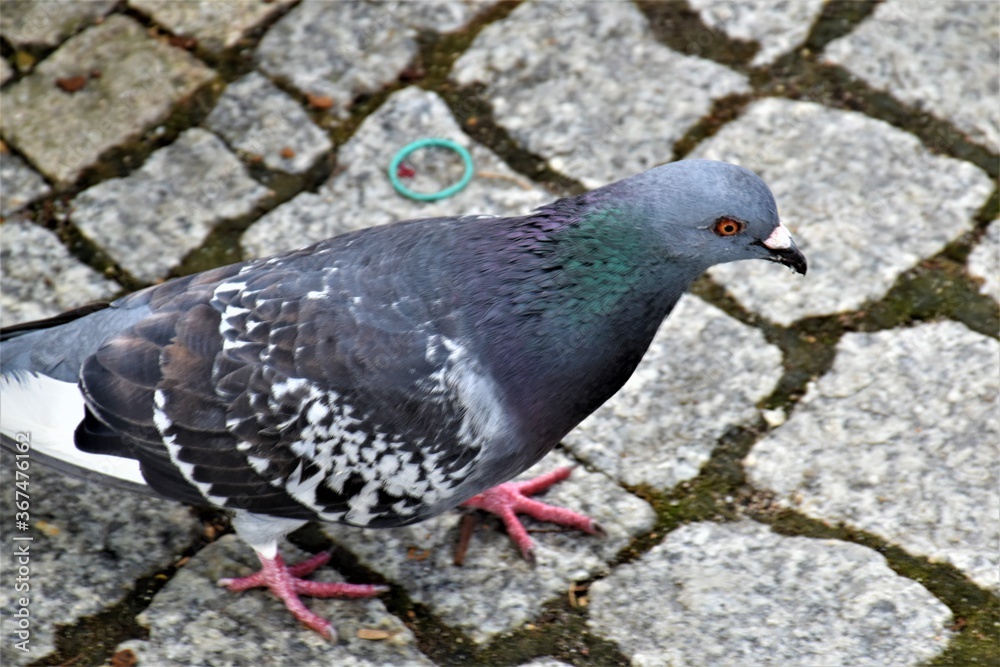Gołębie 