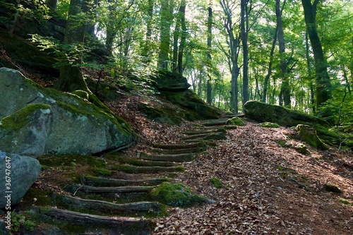 wooden stair in  forest