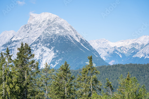 Top view of a pine forest