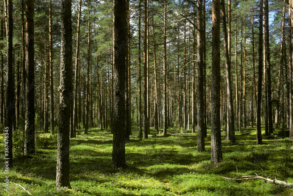 Fototapeta premium Reserve 