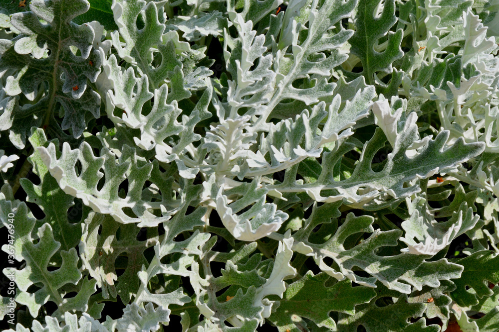 Cineraria maritime, or the ragwort maritime in the autumn garden Cineraria maritime, or the ragwort maritime in the autumn garden