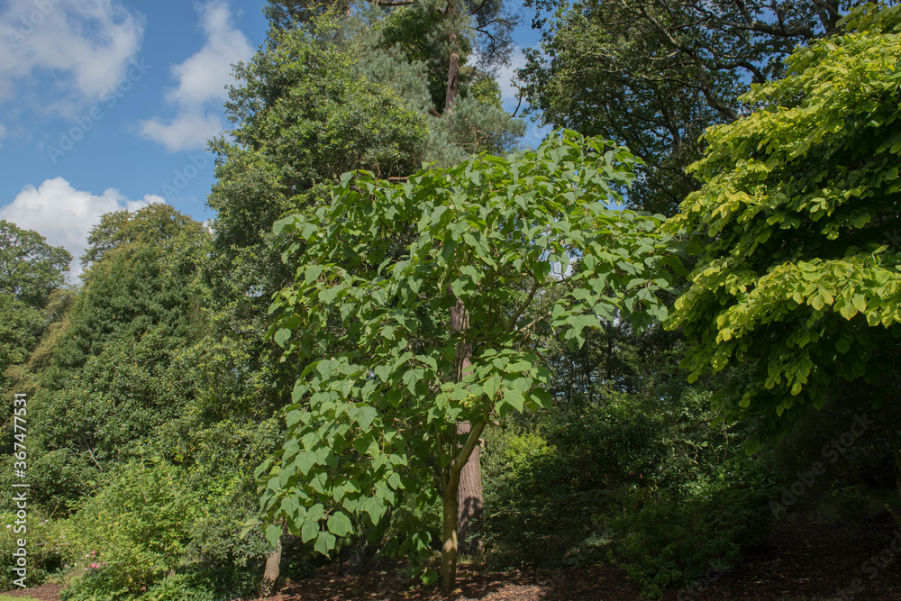Green Foliage of a Sapphire Dragon Tree (Paulownia kawakamii) in a Woodland Park in Rural Devon, England, UK Green Foliage of a Sapphire Dragon Tree (Paulownia kawakamii) in a Woodland Park in Rural Devon, England, UK