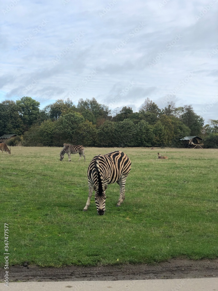 Fototapeta premium zebra in the wild