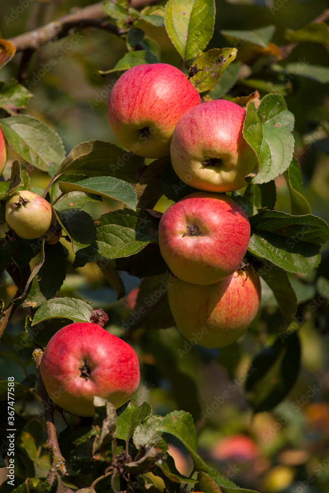Obraz premium Red apples on the apple tree branch, close-up