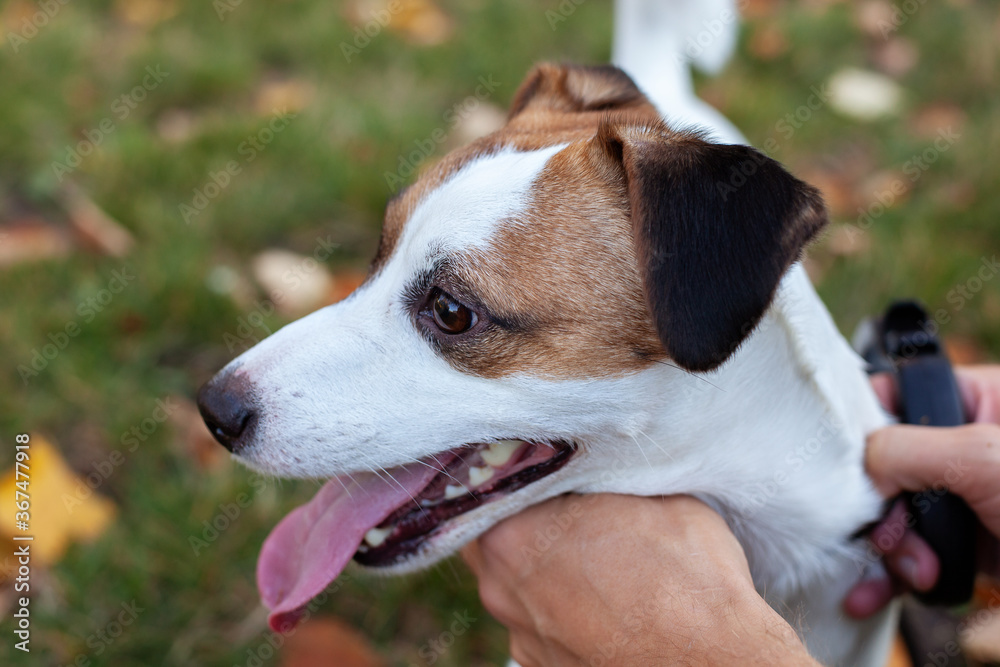 Man cuddling dog. Man playing with his Jack Russell Terrier. man hand stroking of cute dog in park. Closeup of master owner hand palm petting stroking dog. Dog on walk on street with owner. Friendship Man cuddling dog. Man playing with his Jack Russell Terrier. man hand stroking of cute dog in park. Closeup of master owner hand palm petting stroking dog. Dog on walk on street with owner. Friendship