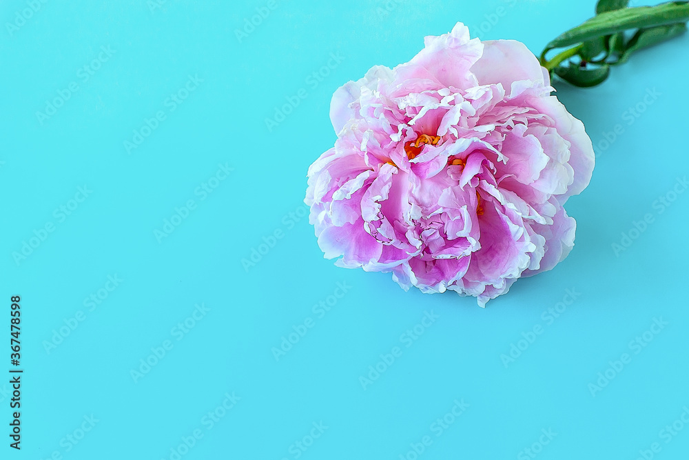 pink peony flowers on a blue uniform background. pink peony flowers on a blue uniform background.