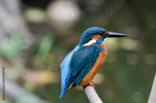 kingfisher on branch, male ,black mouth 