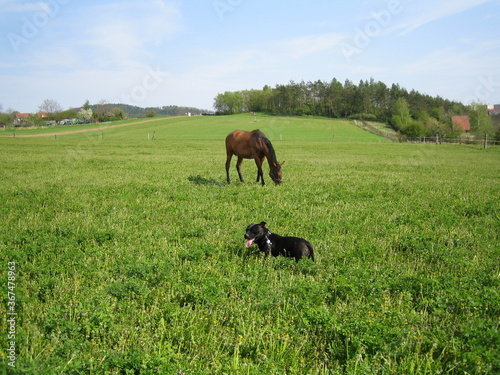 horse and dog in the field © Blanka