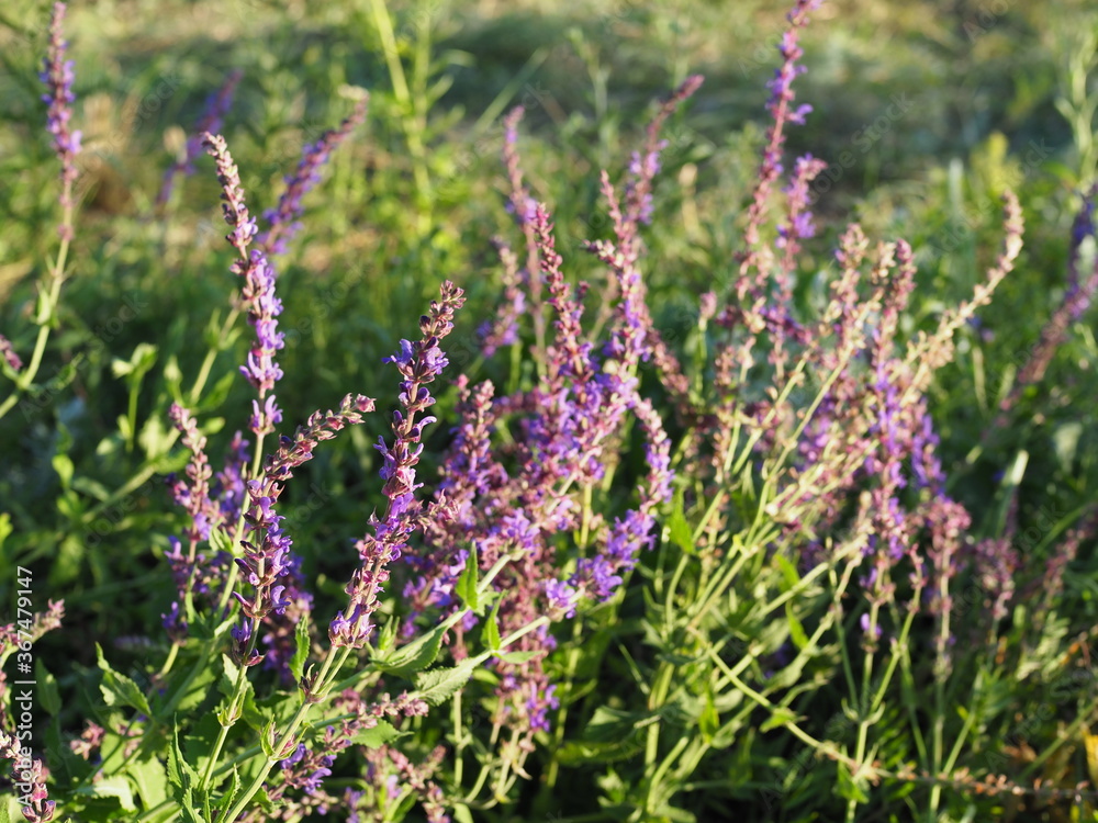 Obraz premium branches of flowering sage in a summer meadow