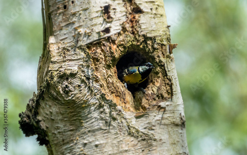 A Blue Tit peaking out from its home in a tree trunk.