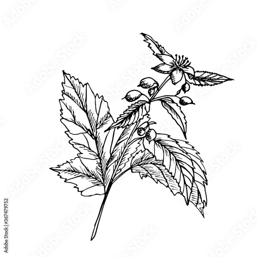 A branch with blackberry, leaves and flower. Botanical vector illustration. Hand drawn plant in Doodle style. Isolated object on a white background. Decorative element for spring and summer design.