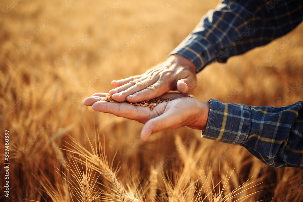 Φωτογραφία Close up of the farmer's hands rubbing spread out wheat grains checking the quality of the new year crop