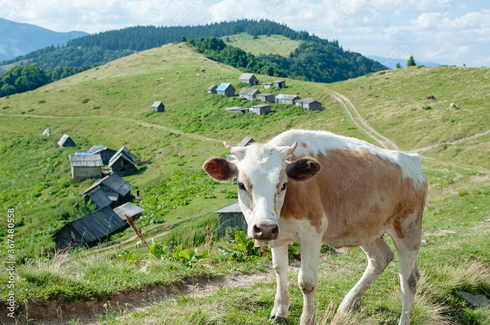 Close-up of a cow with a bell on its neck