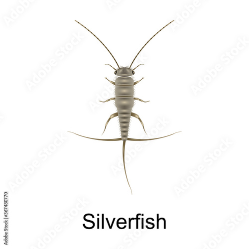 Beetle silverfish vector icon.Realistic vector icon isolated on white background beetle silverfish.