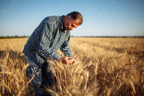 Man farmer checking the quality of wheat grain on the spikelets at the field. Male farm worker touches the ears of wheat to assure that the crop is in good condition. Agriculture, business, harvest. © Konstantin Zibert