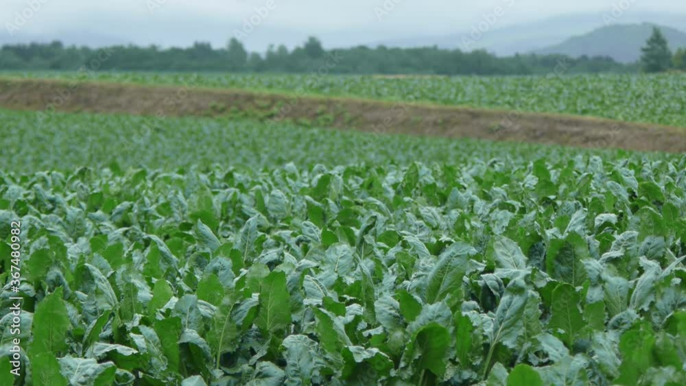 green field of plants green field of plants
