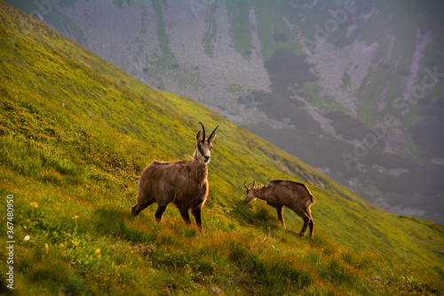 Fototapeta Naklejka Na Ścianę i Meble -  Tatry Krajobraz i Zwierzęta