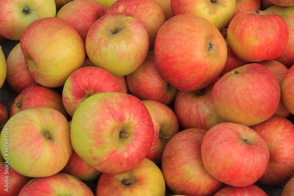 Ripe red and yellow apples, close-up Ripe red and yellow apples, close-up
