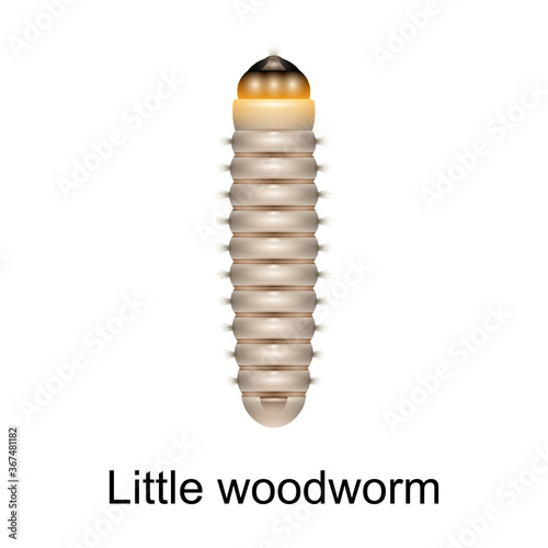 Εκτύπωση καμβά Beetle little woodworm vector icon