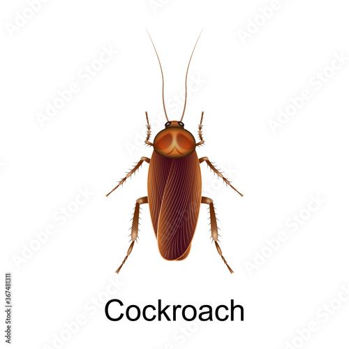Beetle cockroach vector icon.Realistic vector icon isolated on white background beetle cockroach.