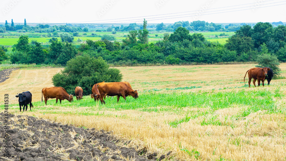 Cattle feed on grass in the countryside